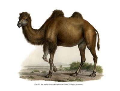 Bactrian Camel by German School